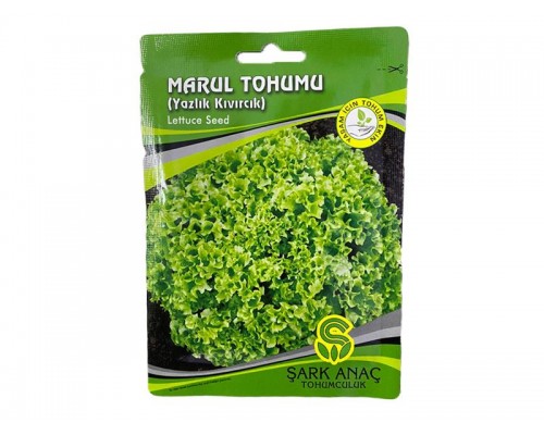 Kıvırcık Marul Tohumu