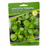 SEMİZOTU TOHUMU