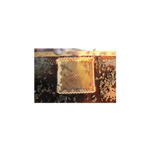 Profesyonel Ana Arı Süt Üretim Seti 02080