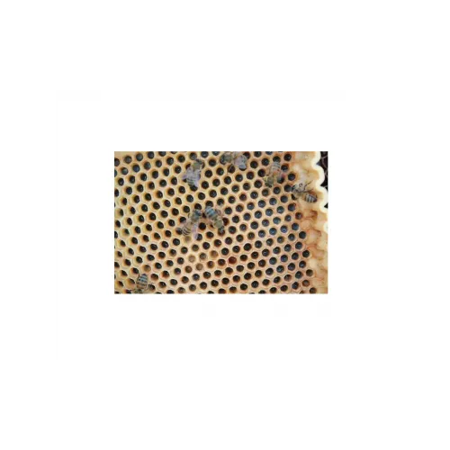 Profesyonel Ana Arı Süt Üretim Seti 02080